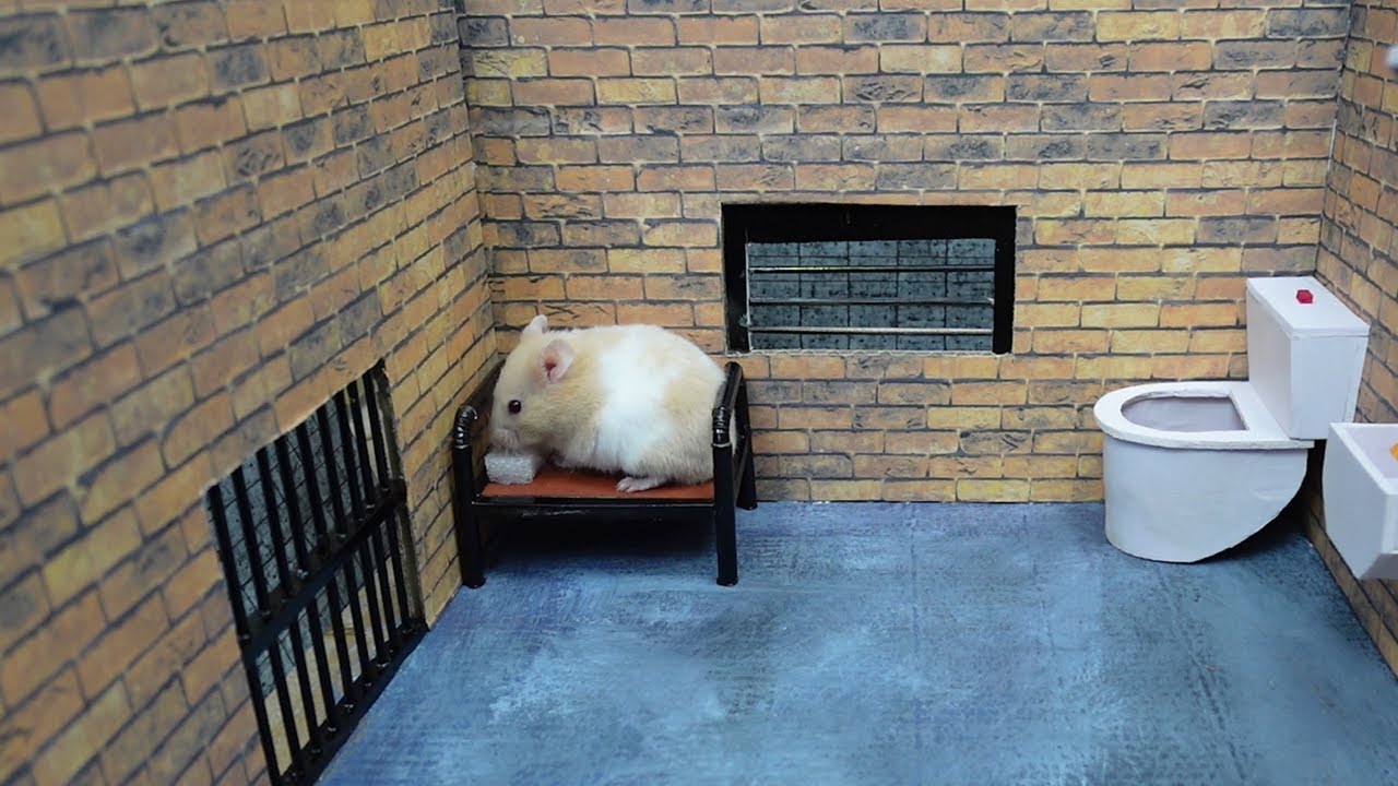 Hamster Climbs Out the Prison Window Into a Dangerous DIY Maze