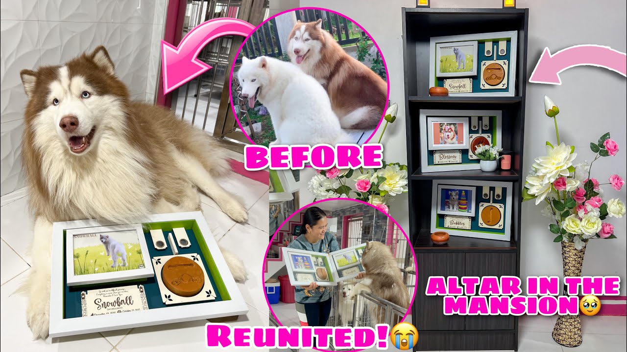Snowball&rsquo;s FINALLY Inside The Mansion! | REUNITED WITH THE PACK! | Husky Pack TV