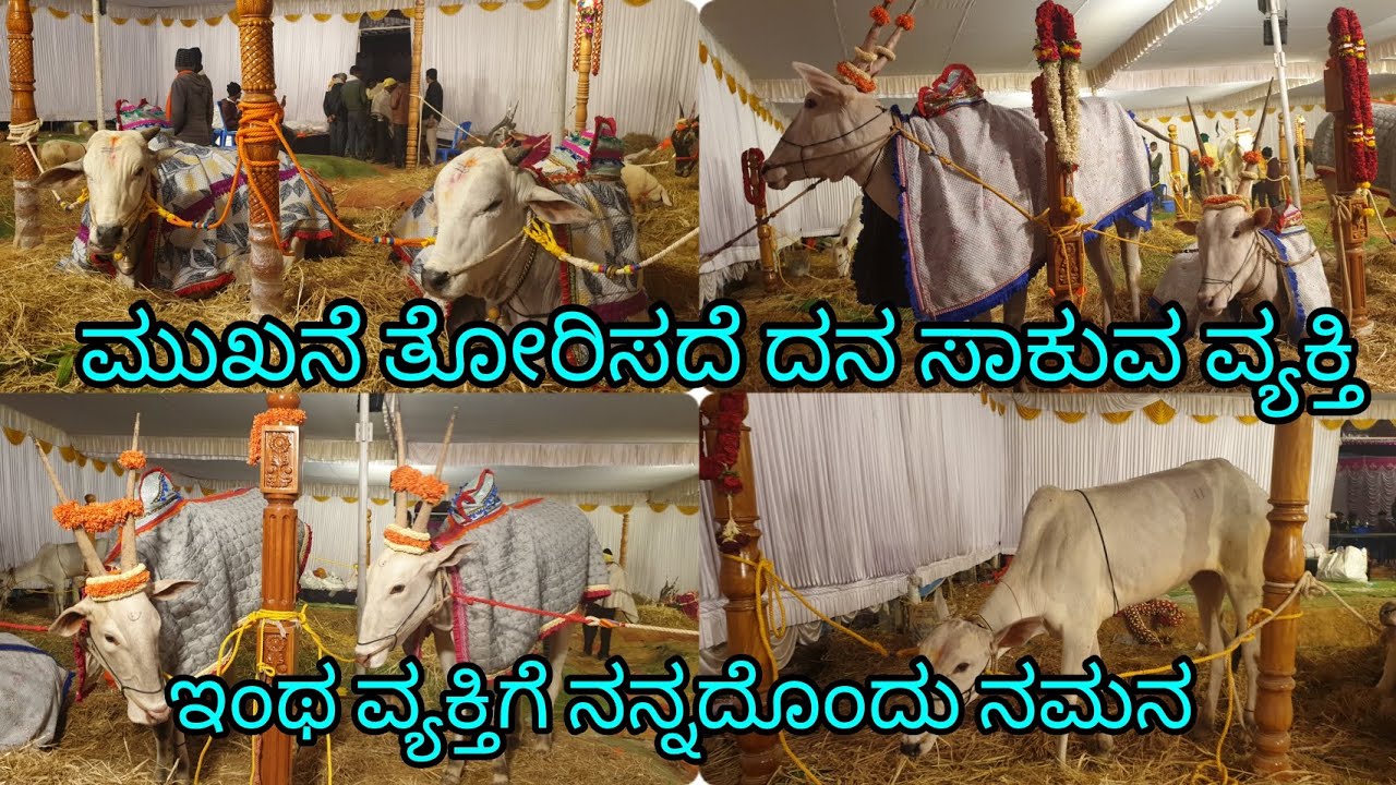 ಶೋಕಿಗೆ ದನ ಸಾಕೋ ಅವರ ಮಧ್ಯದಲ್ಲಿ ಪ್ರೀತಿಗಾಗಿ ದನ ಸಾಕುವ ದೊಡ್ಡ ವ್ಯಕ್ತಿ. ಮುಖಾನೇ ತೋರಿಸದ ಸೂಪರ್ ರೈತ