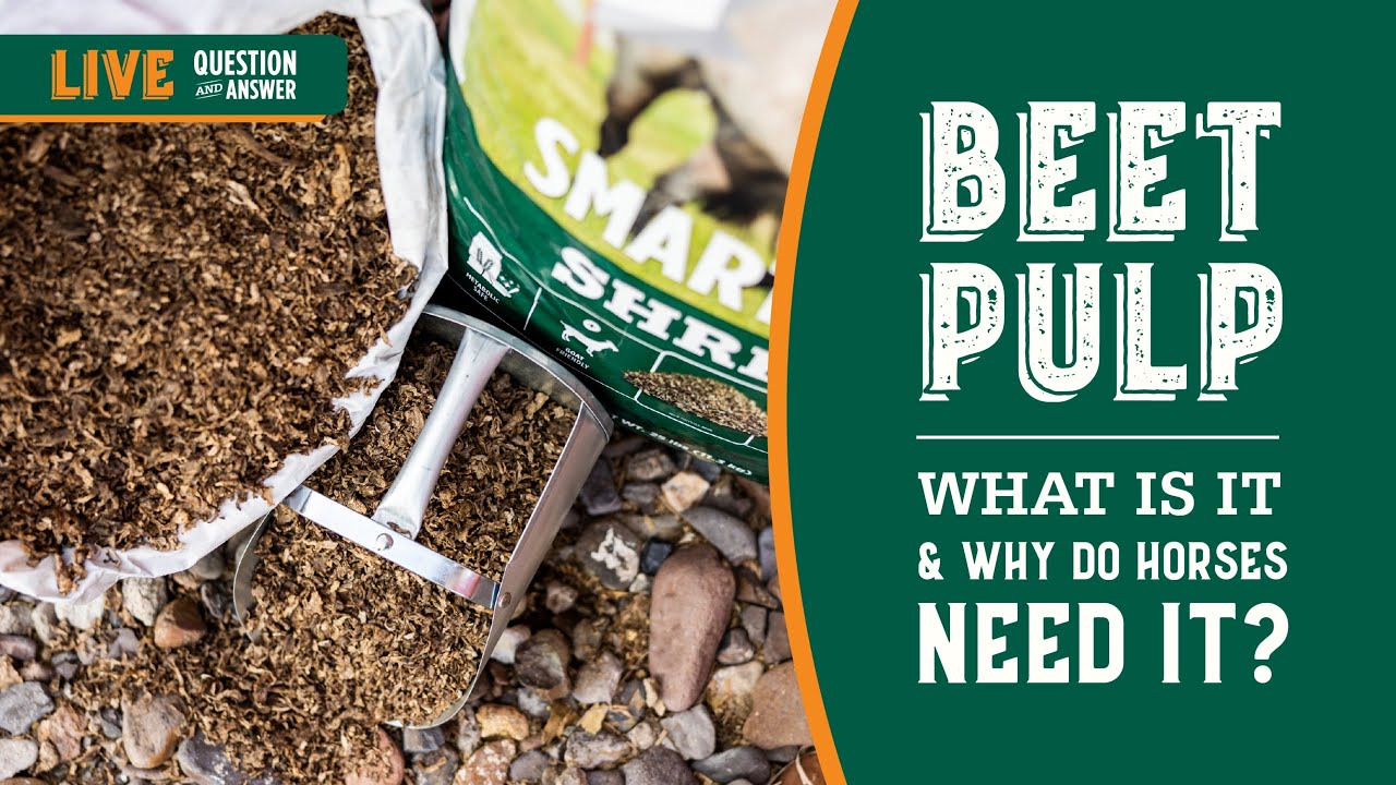What is Beet Pulp and Why Do Horses Need It? - Horse Nutrition Live Q & A w/ Dr. Tania Cubitt
