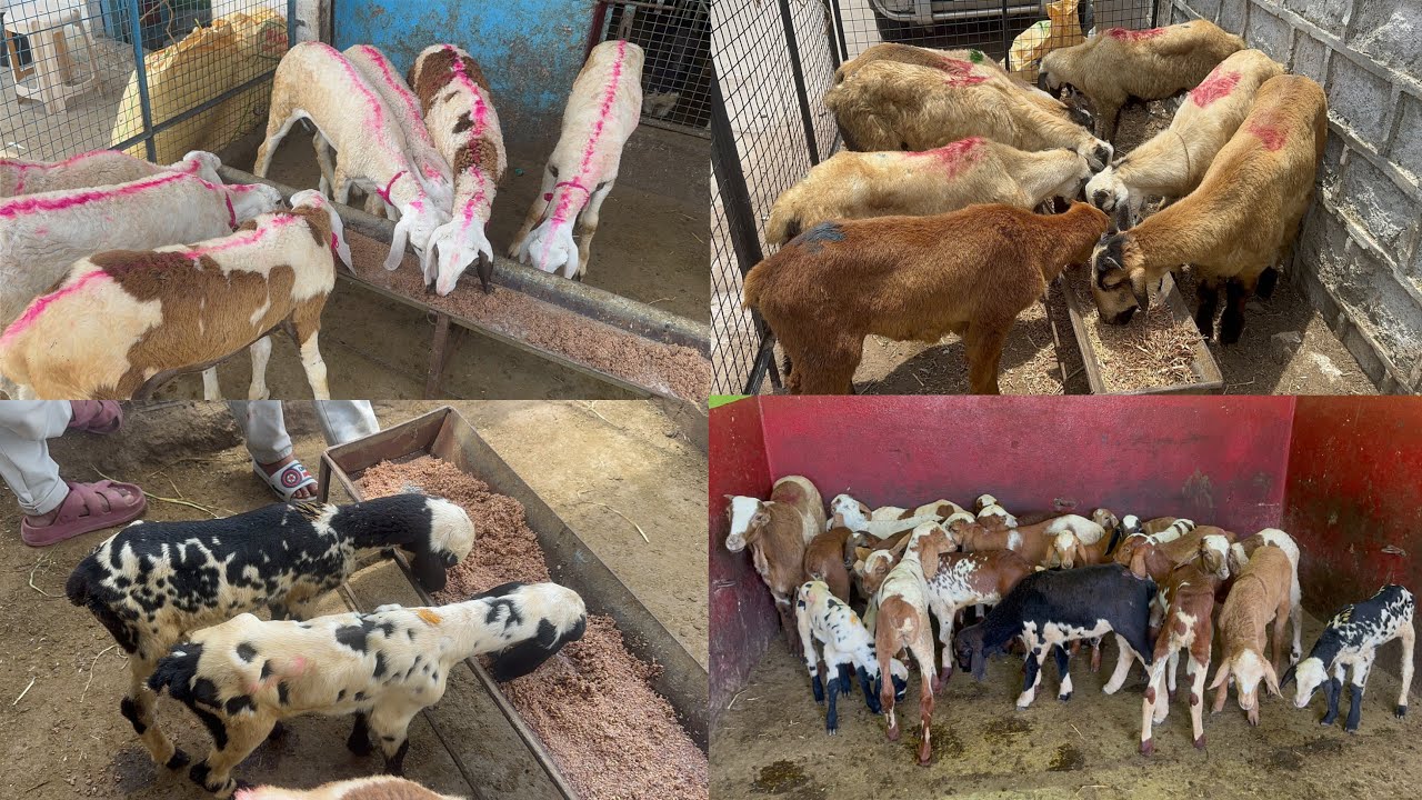 Multiple breeds at one place MGS