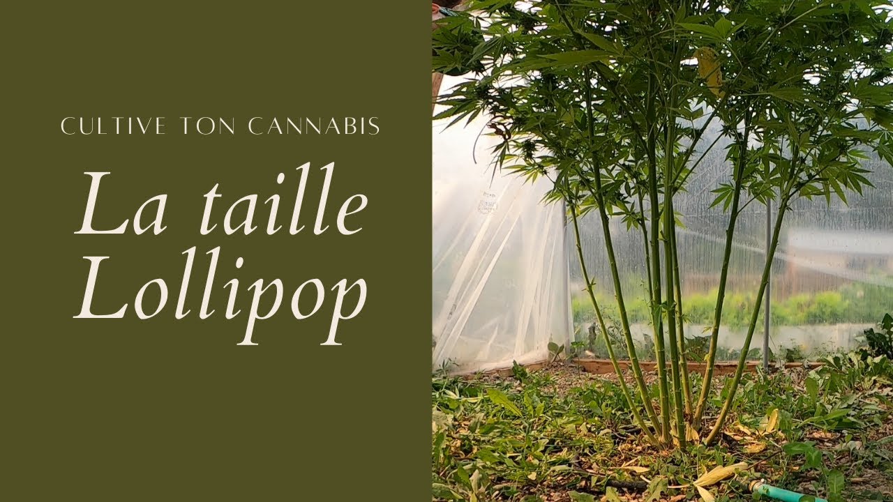 La taille lollipop pour booster la taille de tes fleurs