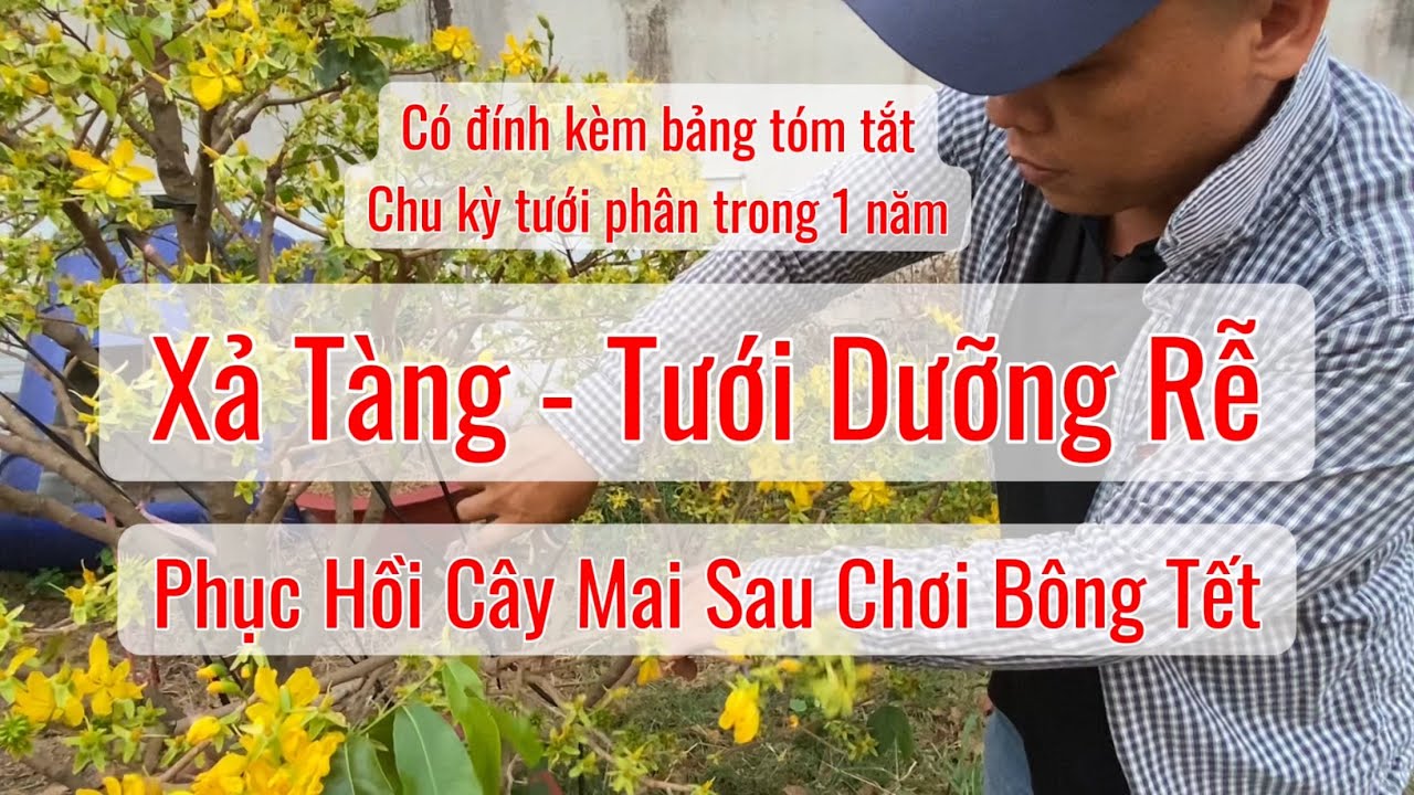 Cách phục hồi cây mai sau khi chơi bông tết để chuẩn bị cho năm sau. Làm kỹ đầu năm nếu không sẽ trễ