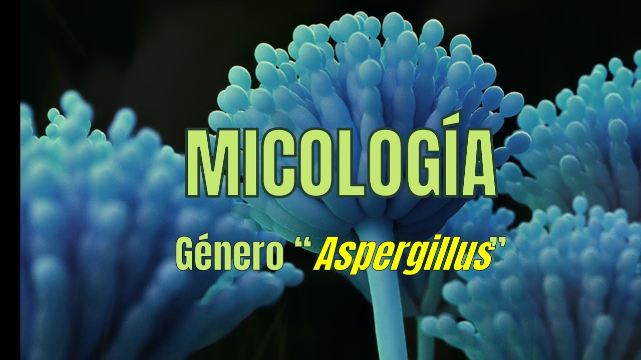 Género Aspergillus | Micología | Tema 3 | Microbacter
