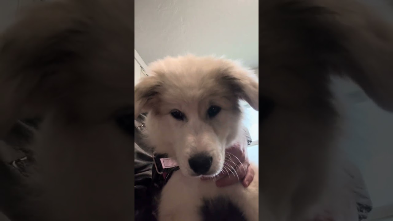 Great Pyrenees puppy BobbieSue goes to the vet 