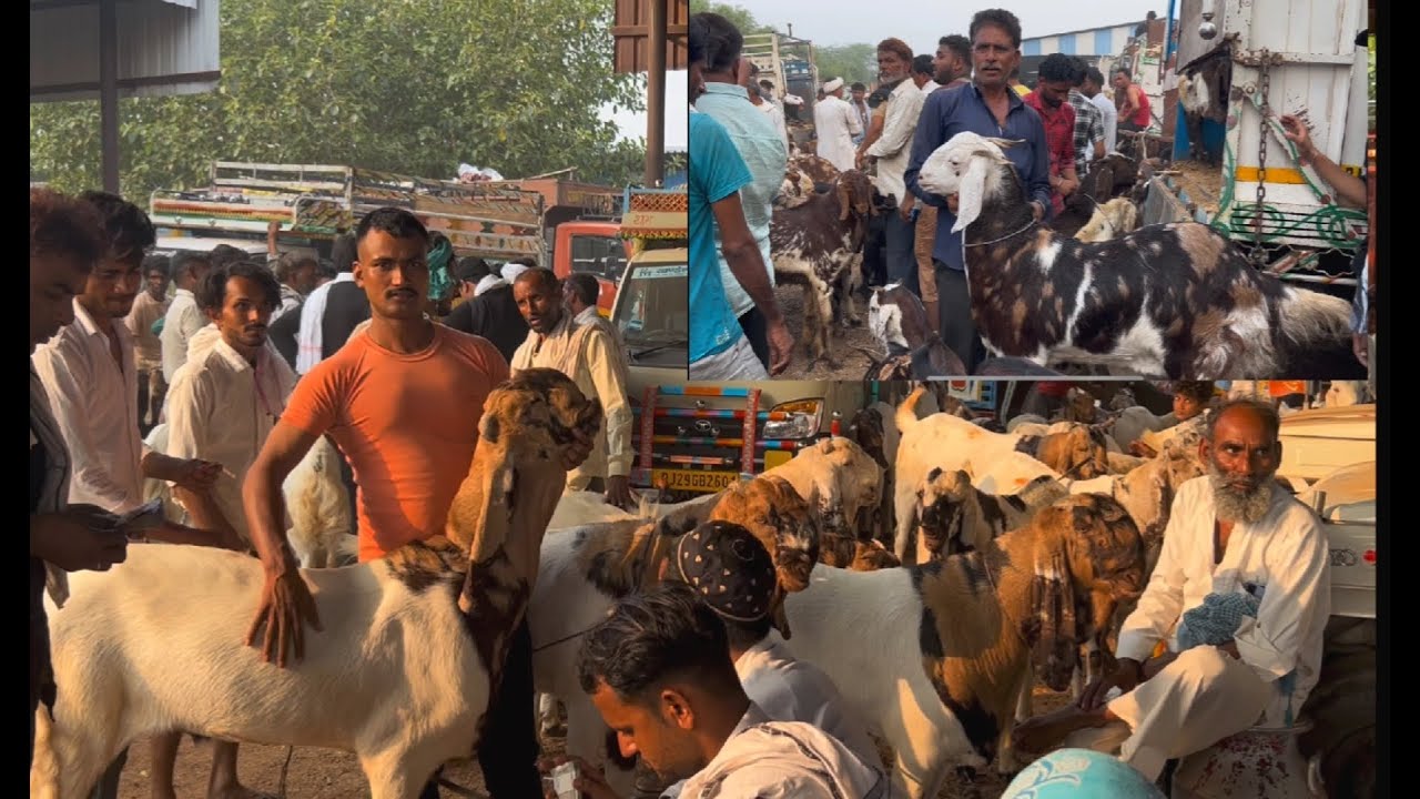 Balaheri bakra mandi live updet balaheri goat market cover with price 26th may 2025