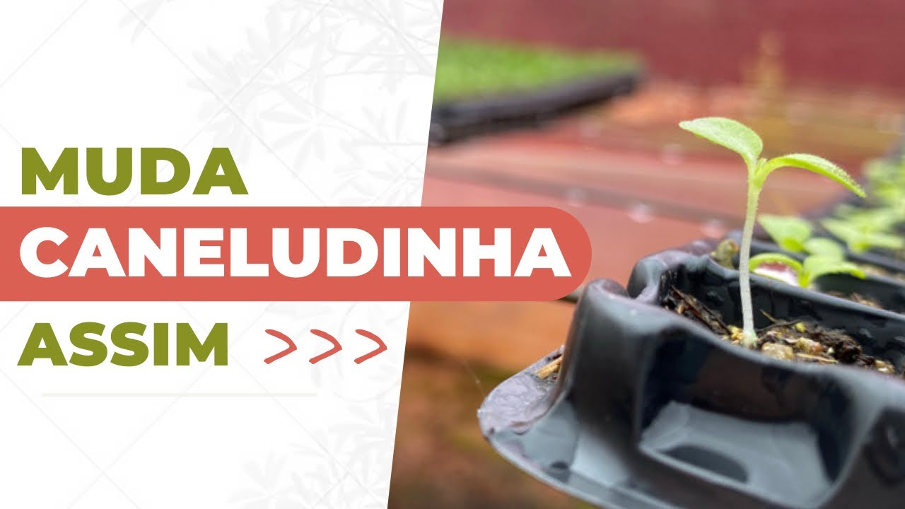 ESTIOLAMENTO NAS MUDAS DE HORTALIÇAS