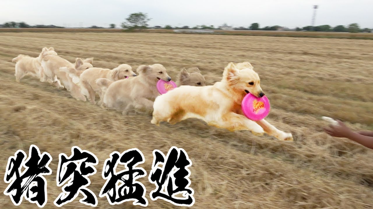 馬のように走るゴールデンレトリバー!!