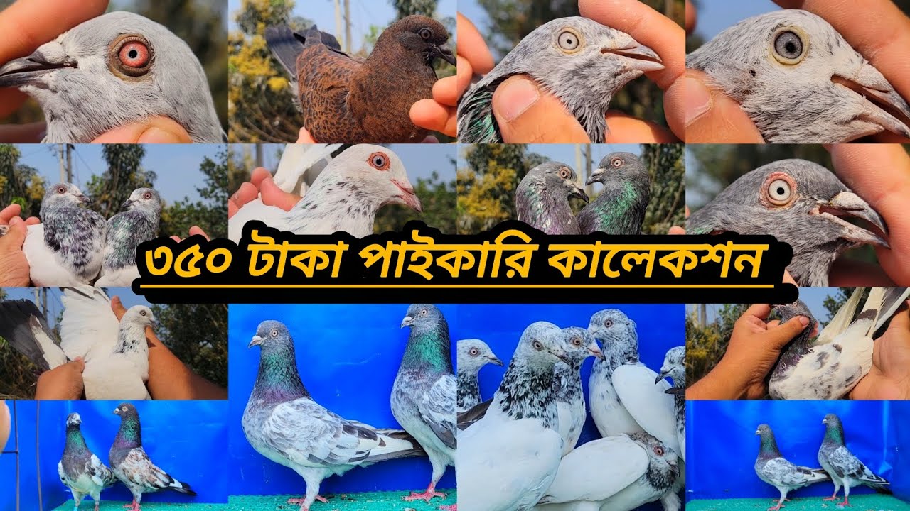 টপ কোয়ালিটি গিরিবাজ কালেকশন কিনুন আরমি,পাংখি,গড়া,সবুজ গলা,কালদম,বেজি, সিলভার,জিরা গলা হারিকেন,চিতা