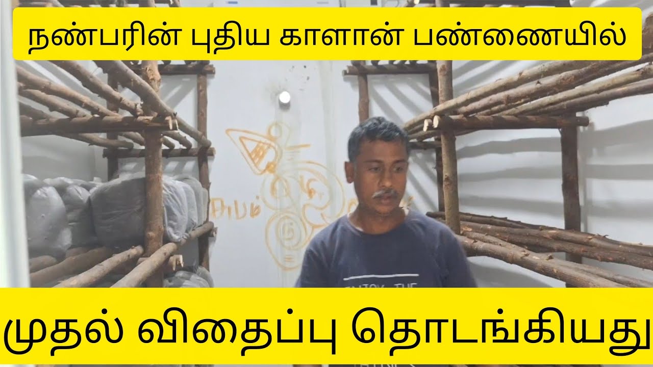 நண்பரின் காளான் பண்ணையில் முதல் விதைப்பு தொடங்கியது