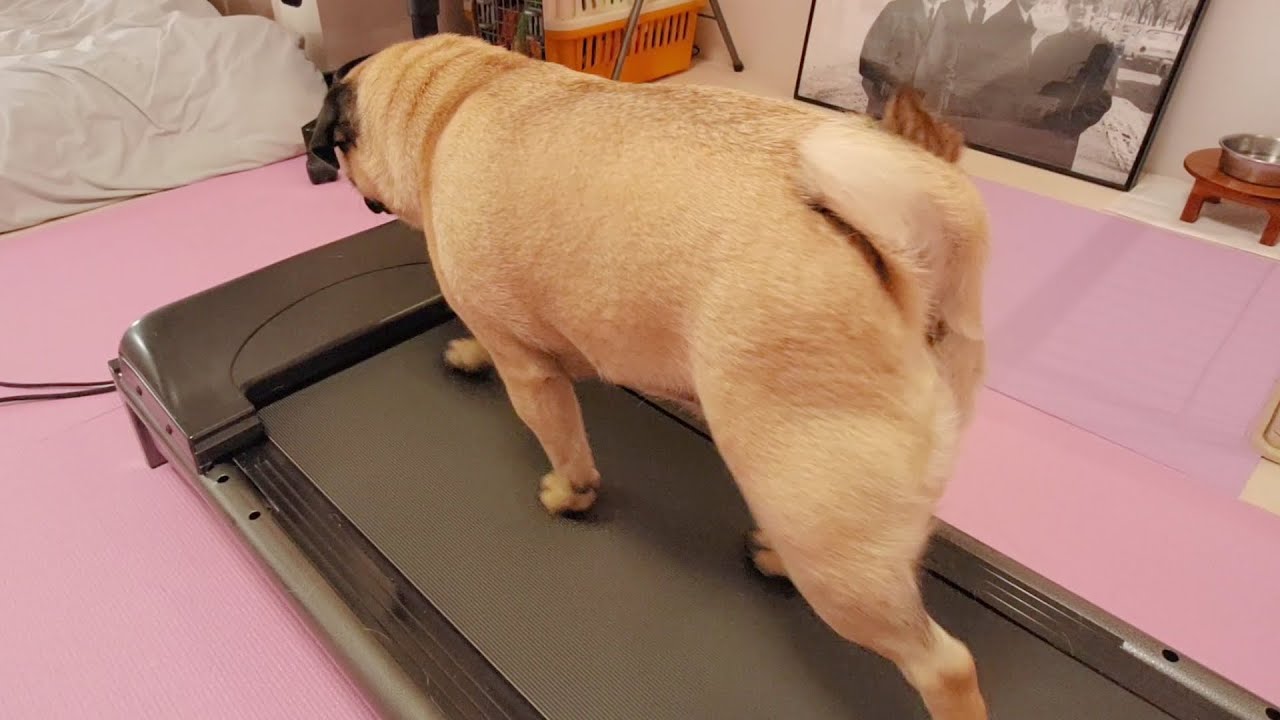 ついに歩けるようになりました！！！！！
