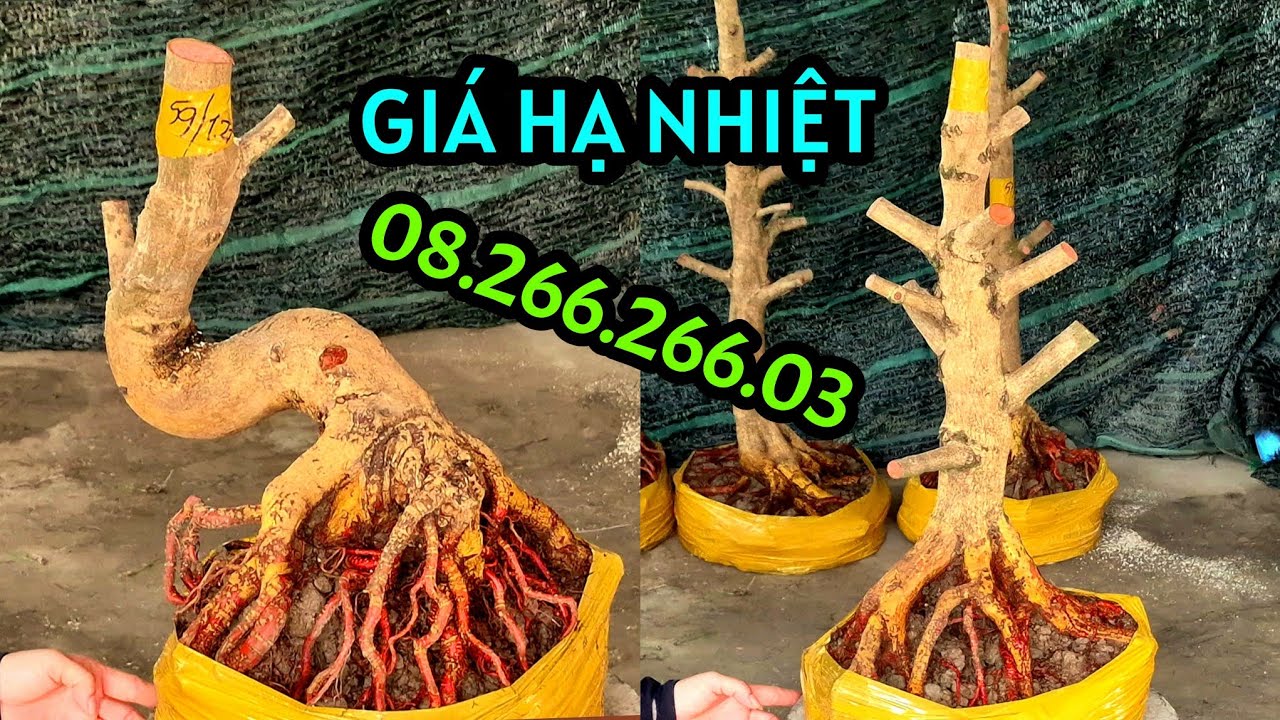 Rẻ Bèo..ngày 8/3 📲08.266.266.03 AN. Phôi mai Lắc Quái, đủ dáng Bonsai, củ đế Vip Đặc. @AnChoGao 