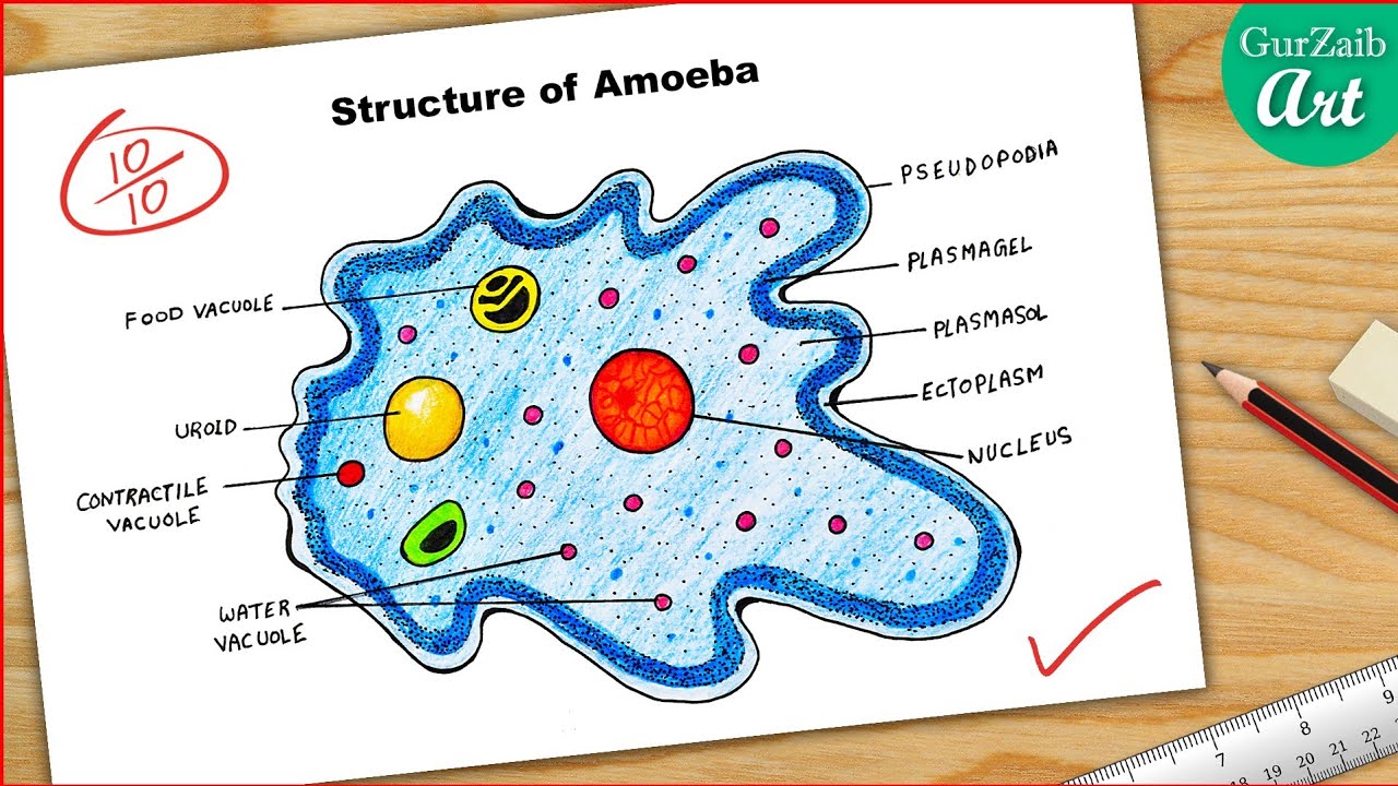 Amoeba Diagram drawing CBSE || easy way || Labeled Science projects - for beginners