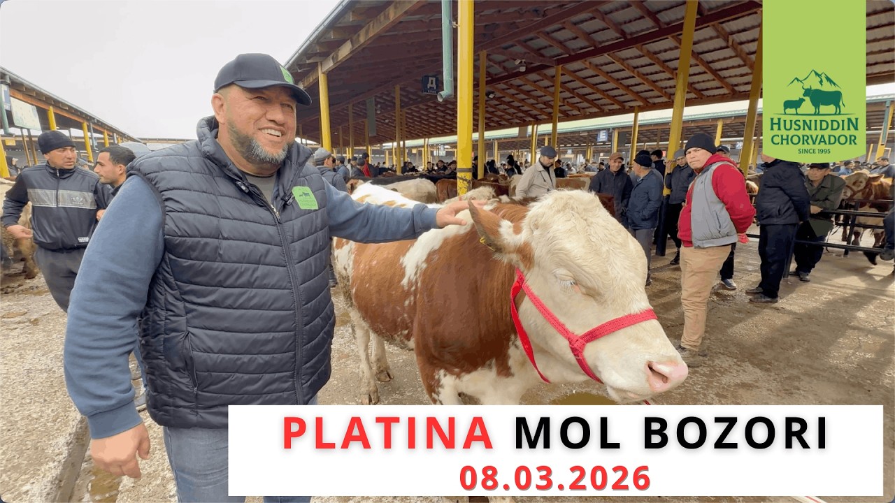 PLATINA Mol Bozori - Bugungi narxlar 08.03.2026. Chorvador Husniddin!