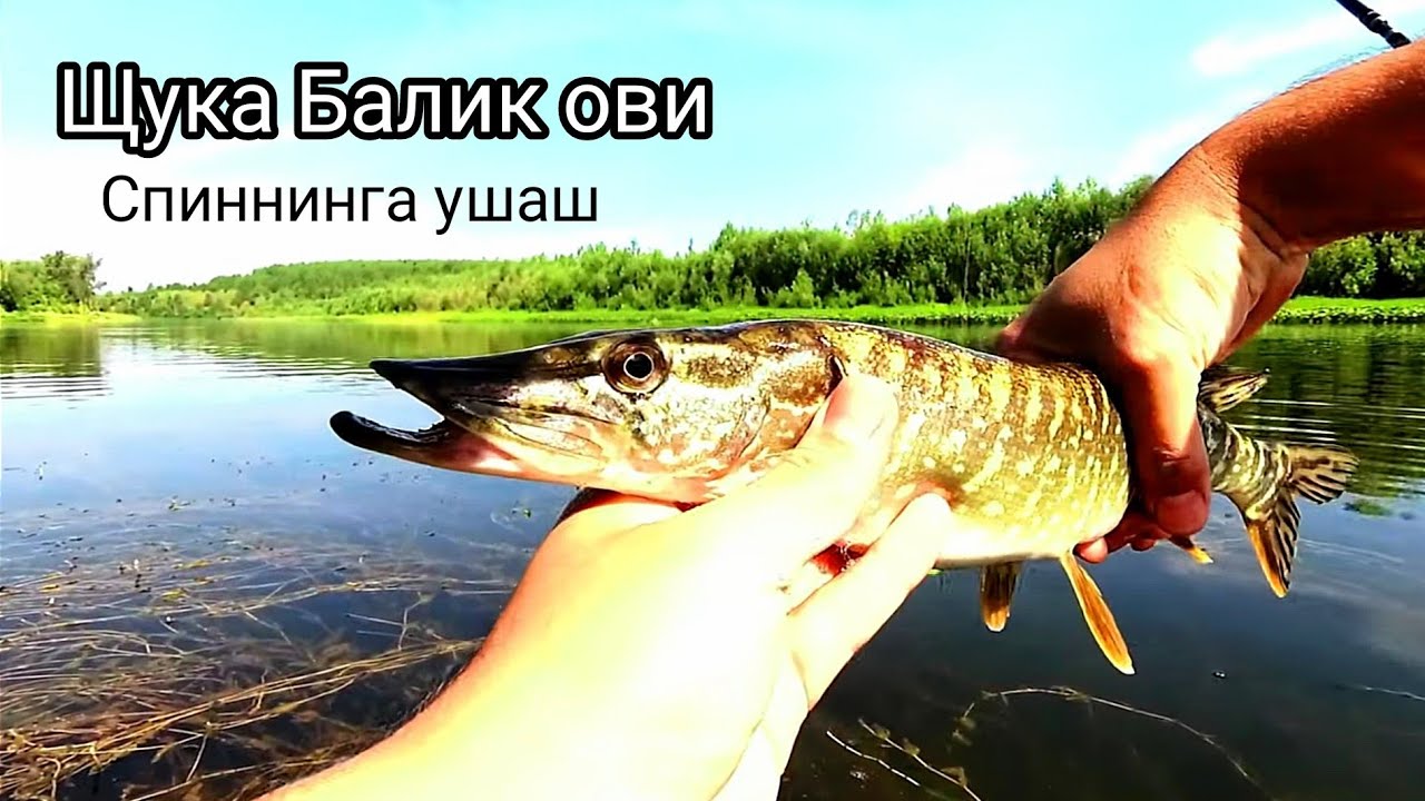 Балик ови ЩУКА ушаш жараёни. BALIQ OVI Shuka ovi juda qiziq boʻldi albata koʻring.