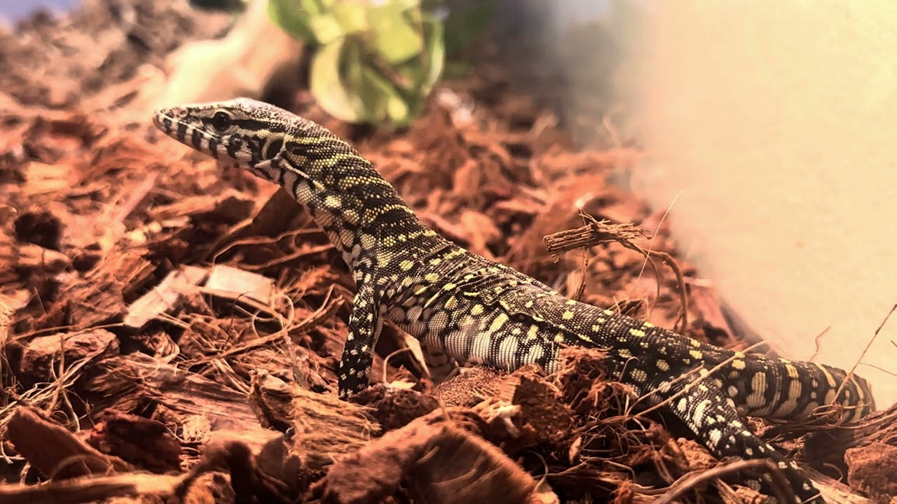 NILE MONITOR eats cricket for dinner 