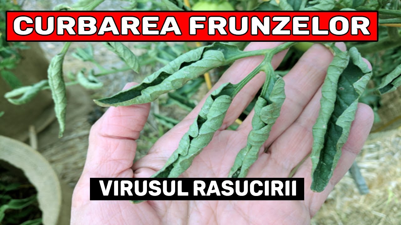 Curbarea Frunzelor La Rosii / Tomate – Ce Incearca Plantele Sa Iti Transmita? (Virusul Rasucirii)