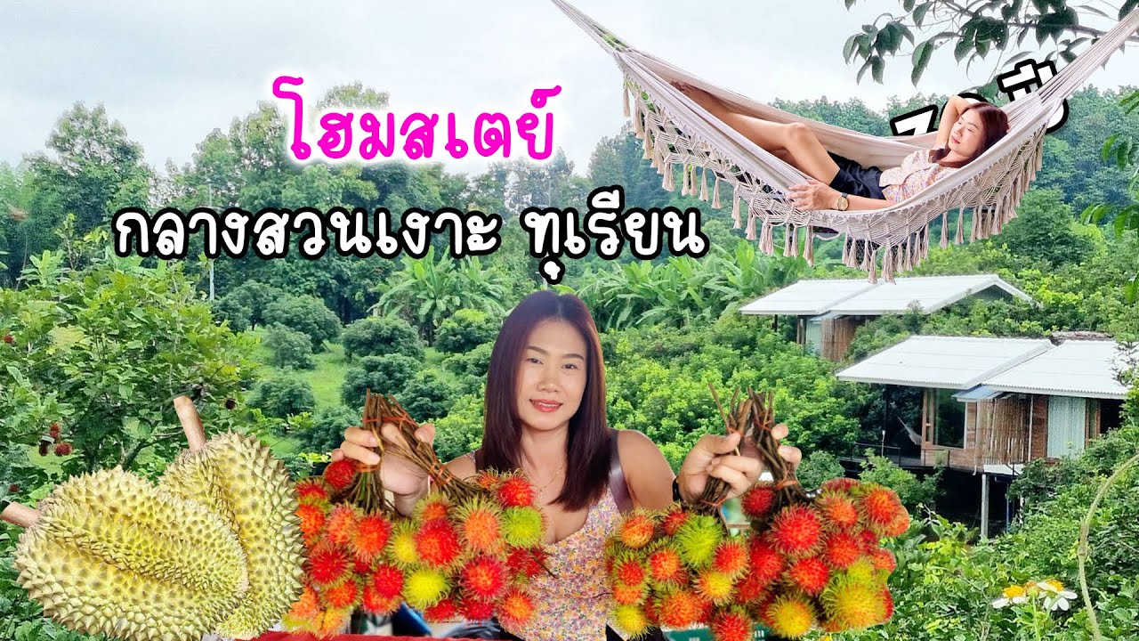 สวนป้าปุ๊ โฮมสเตย์ แม่ริม-แม่แตง กลางสวนเงาะ สวนทุเรียน วิวดี ผลไม้สดๆ