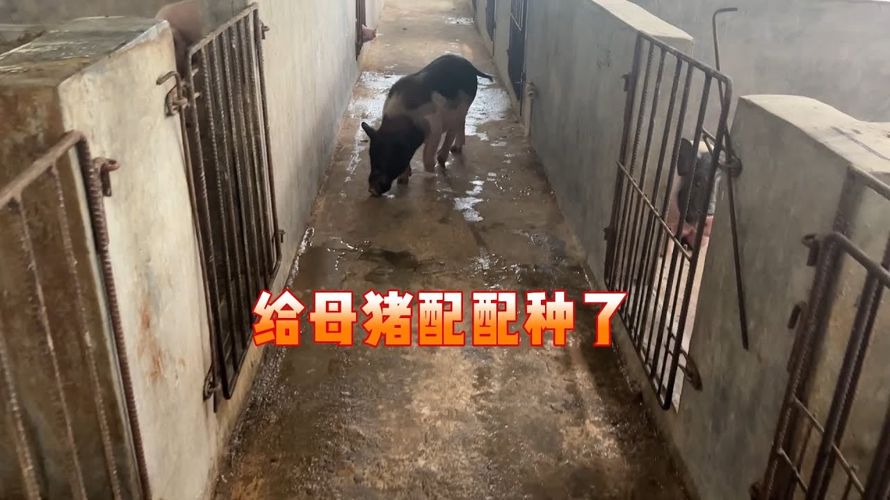 给老母猪配种了，赶来自家小公猪交配，小公猪兴奋走路都跳舞了 #养猪人加油干 #养猪人不容易 #养猪技术 #农村养猪 #自繁自养