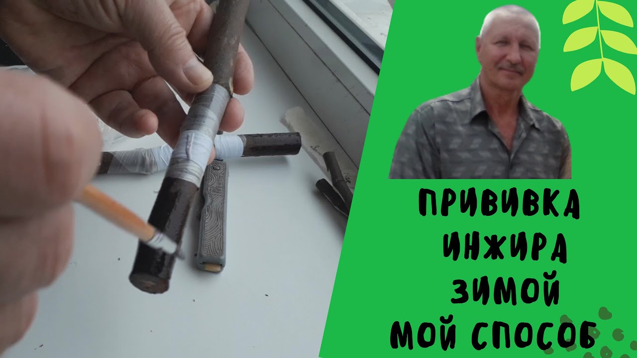 Прививка инжира зимой. Мой способ.