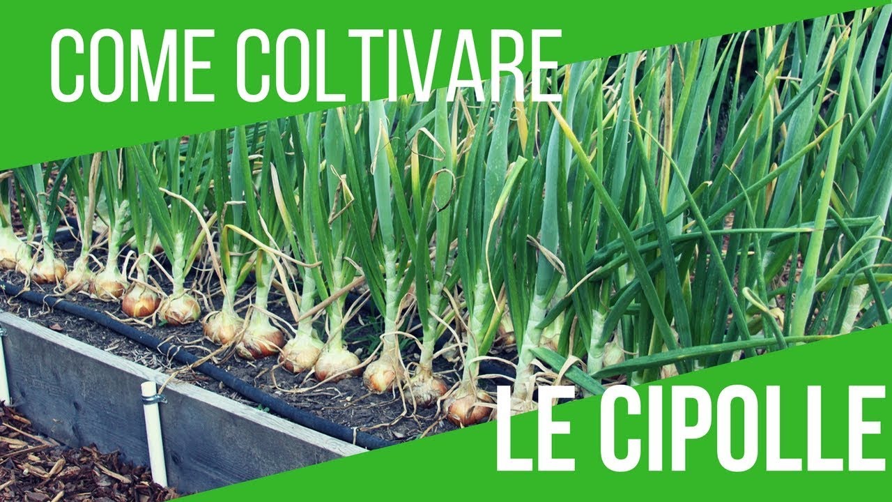 COLTIVARE CIPOLLE | SEMINA 6 VARIETÀ DIFFERENTI | ORTO E GIARDINAGGIO