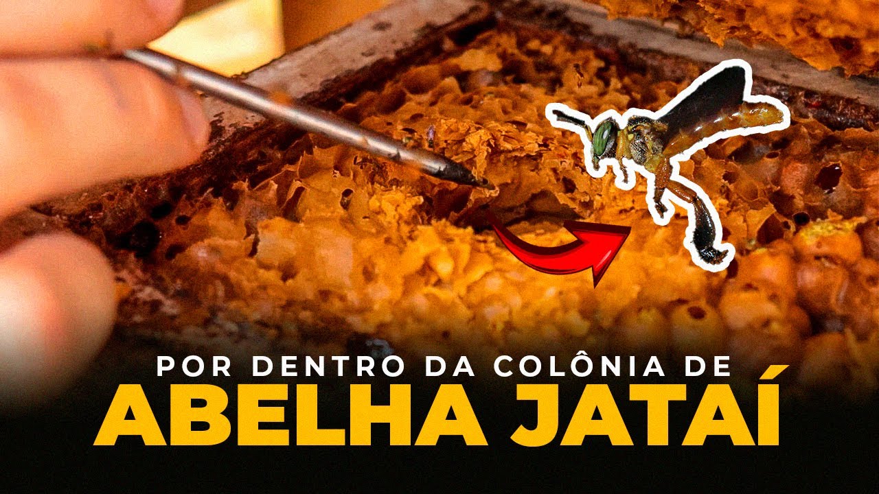 COMO é POR DENTRO de uma COLÔNIA de abelha JATAÍ