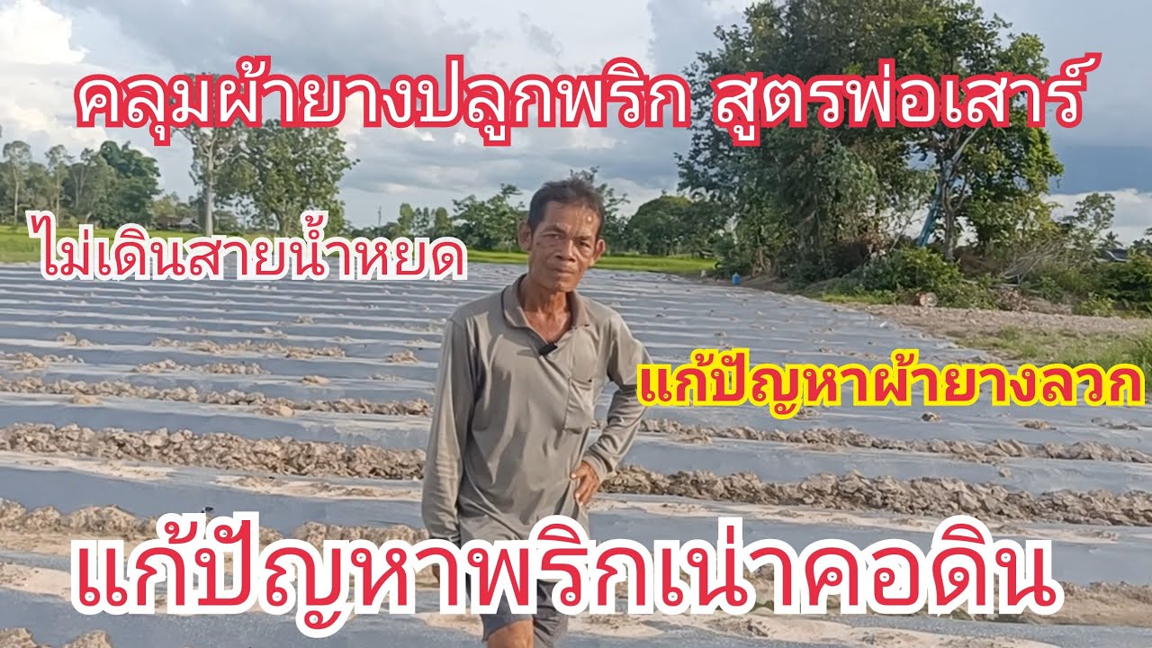 สูตรคลุมผ้ายางปลูกพริกของพ่อเสาร์ แก้ปัญหาผ้ายางลวก แก้ปัญหาพริกเน่าคอดิน ปลูกพริกหน้าฝน