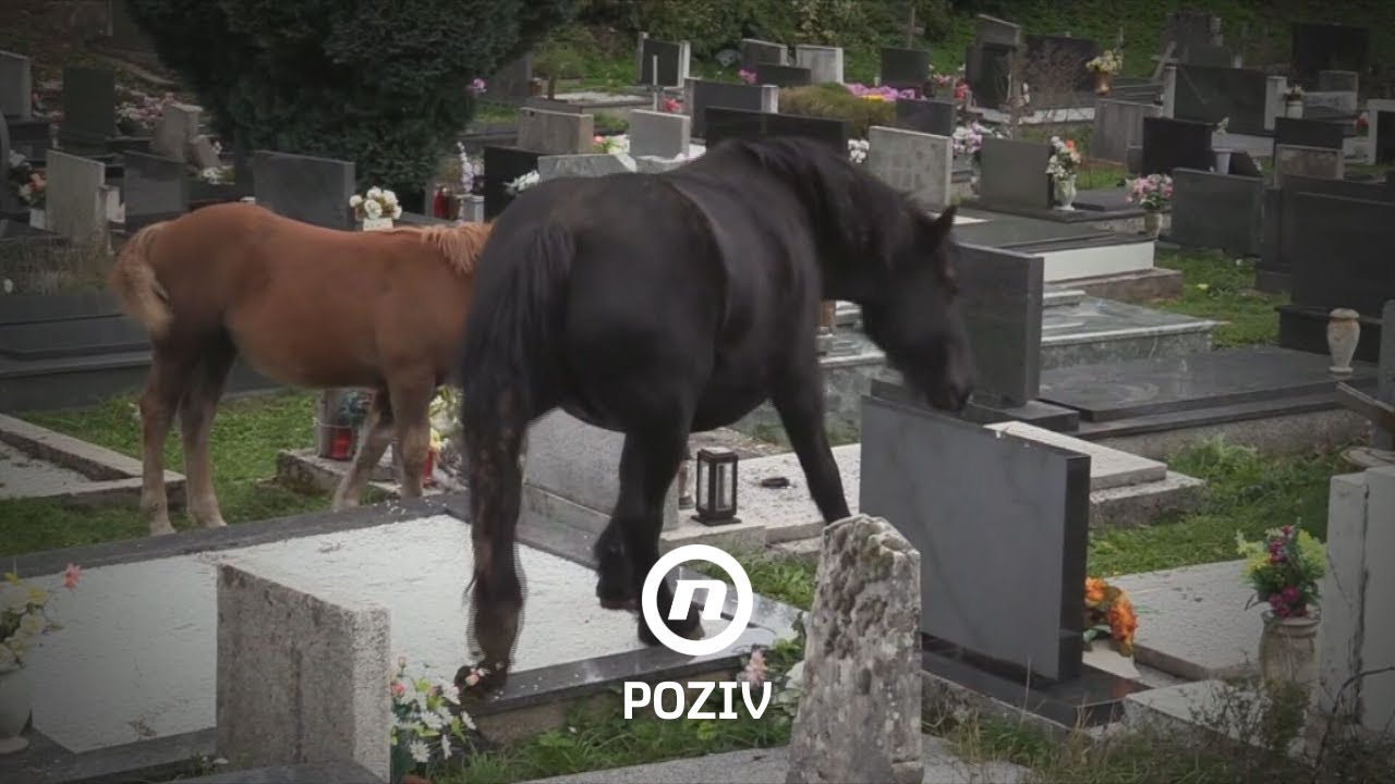 Uništavaju imovinu, ugrožavaju živote i oskvrnjuju grobove: 