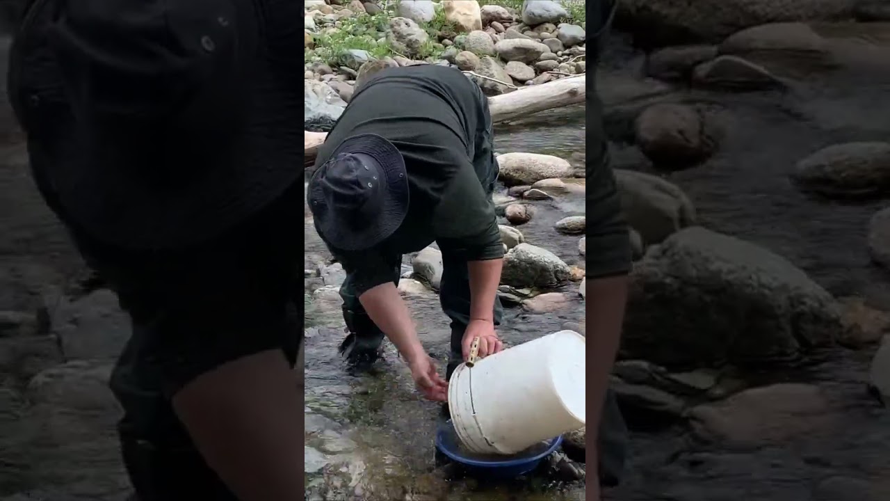 Wild Ammonoosuc River Gold
