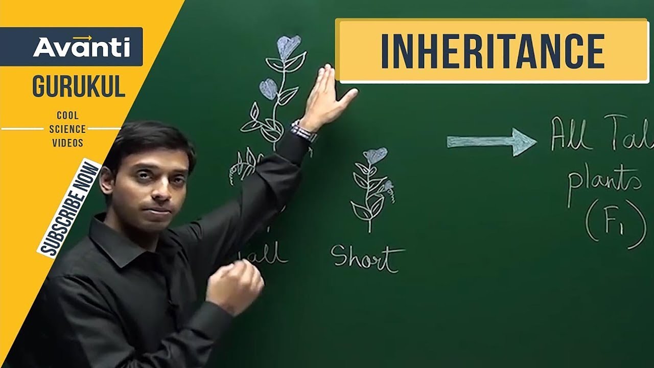 12B05 - Principles of Inheritance and Variation - Inheritance of One Gene