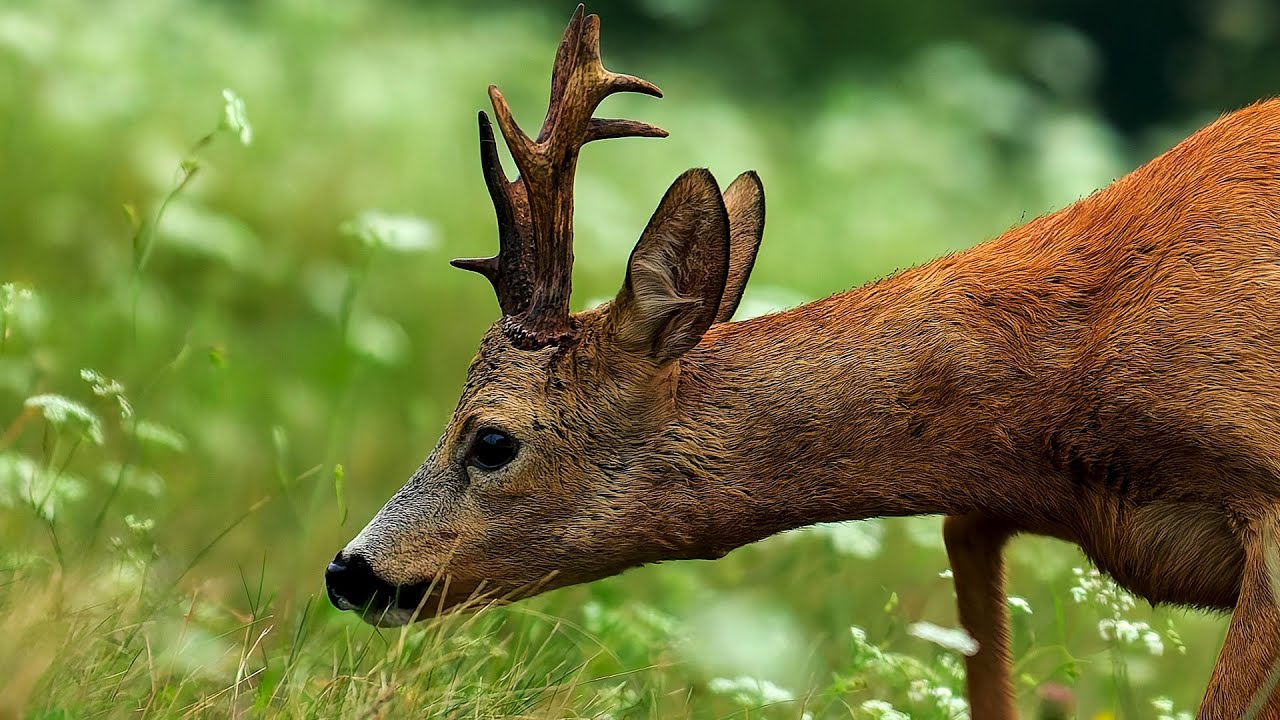 Recechos de corzos y esperas a jabal&iacute;es en Rumania