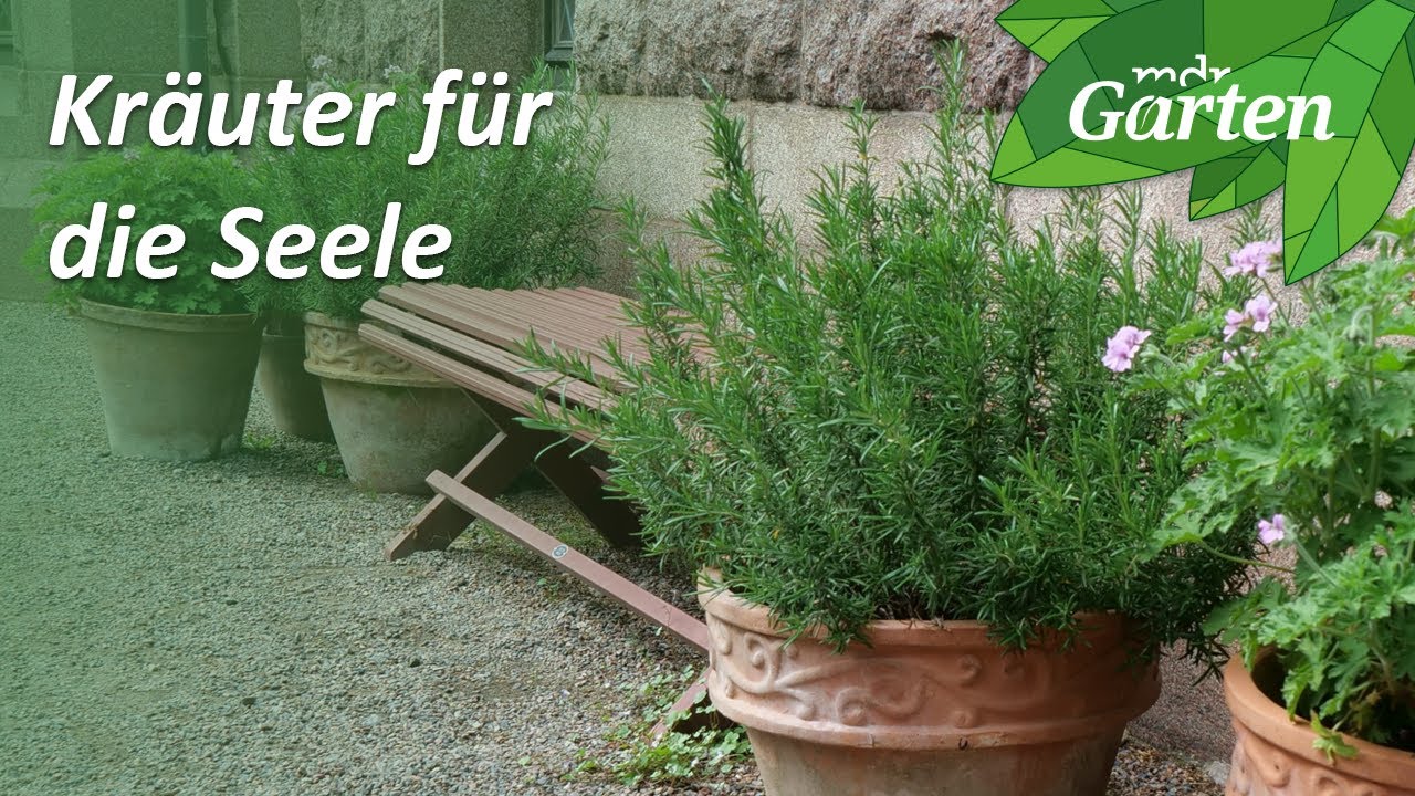 Kräuter für die Seele: Heilkräuter zum Stressabbau | MDR Garten