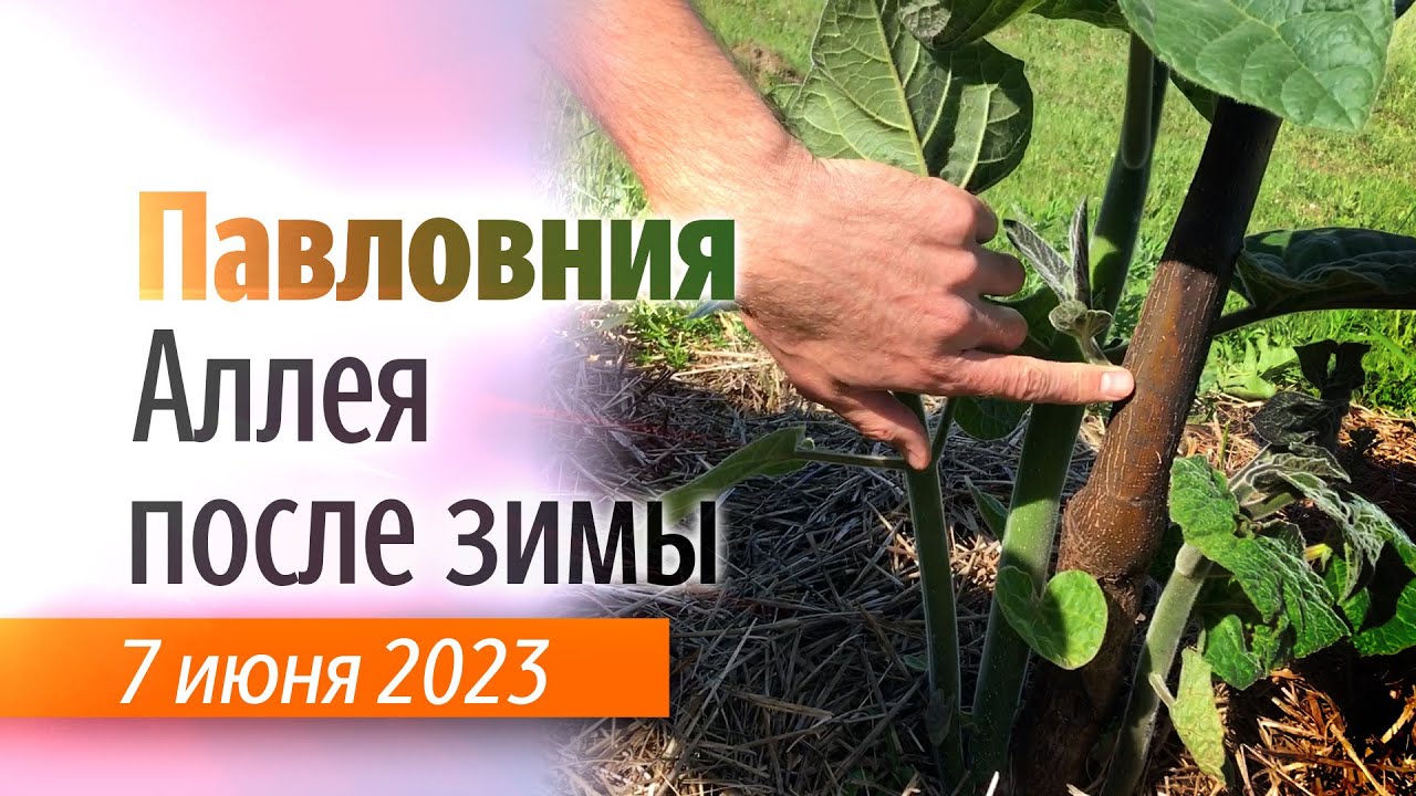 Аллея Павловнии на 7 июня 2023.