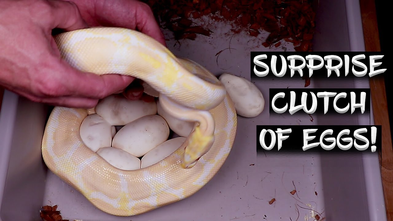 SURPRISE!  Late Season Clutch of Ball Python Eggs!
