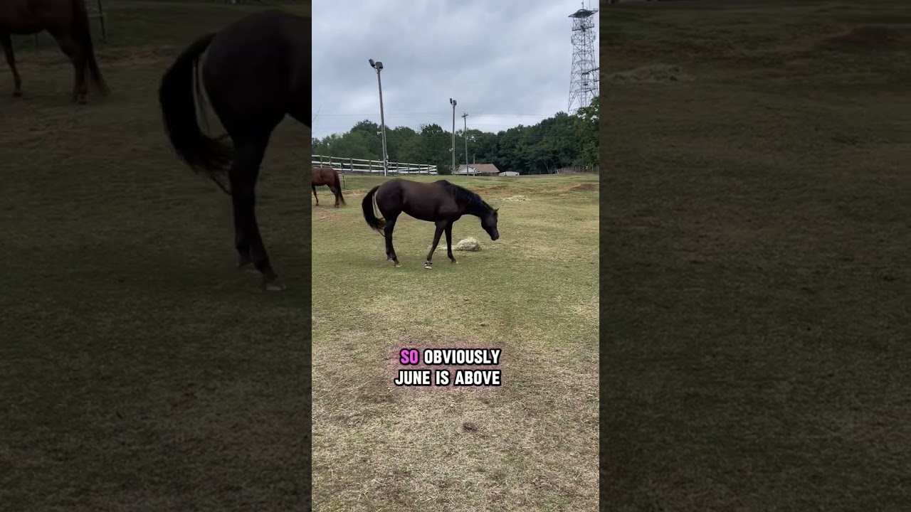 Watch this horse video to learn about horse body language. Pay close attention! Don’t miss it!