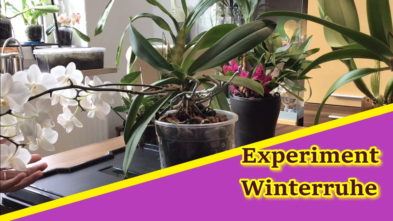 Ich wage das Experiment Winterruhe