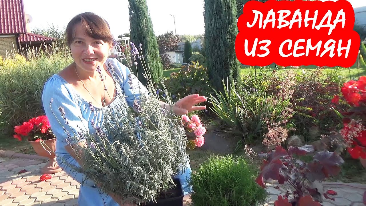 ЛАВАНДА из СЕМЯН. Как посадить? Как вырастить? Выращиваем РАССАДУ ЛАВАНДЫ!