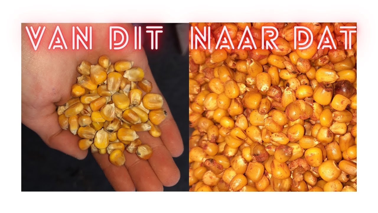 Hoe maïs bereiden voor karpervissen