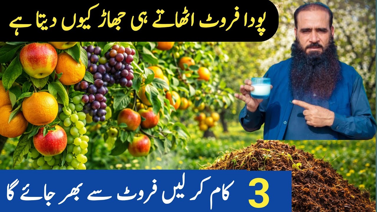 Organic Fertilizer For Fruit Tree | More Fruits From | How To Increase Flowering