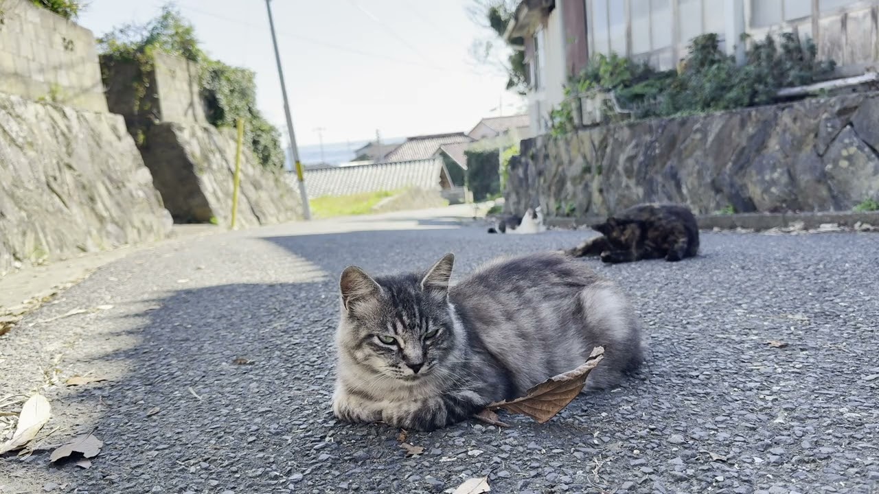 田代島 商店の前にいたサバトラ猫さん3