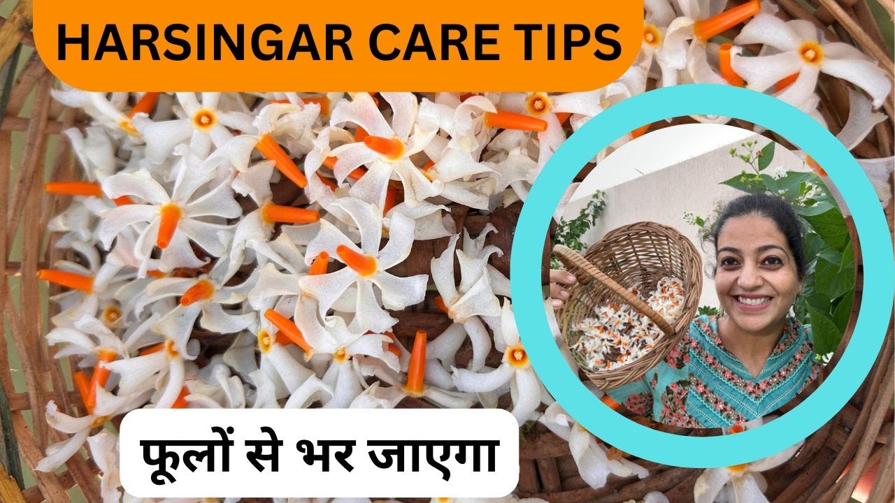 🟠HARSHINGAR PHOOLON SE BHAR JAYEGA | Parijat Plant Care Tips | Night Jasmine
