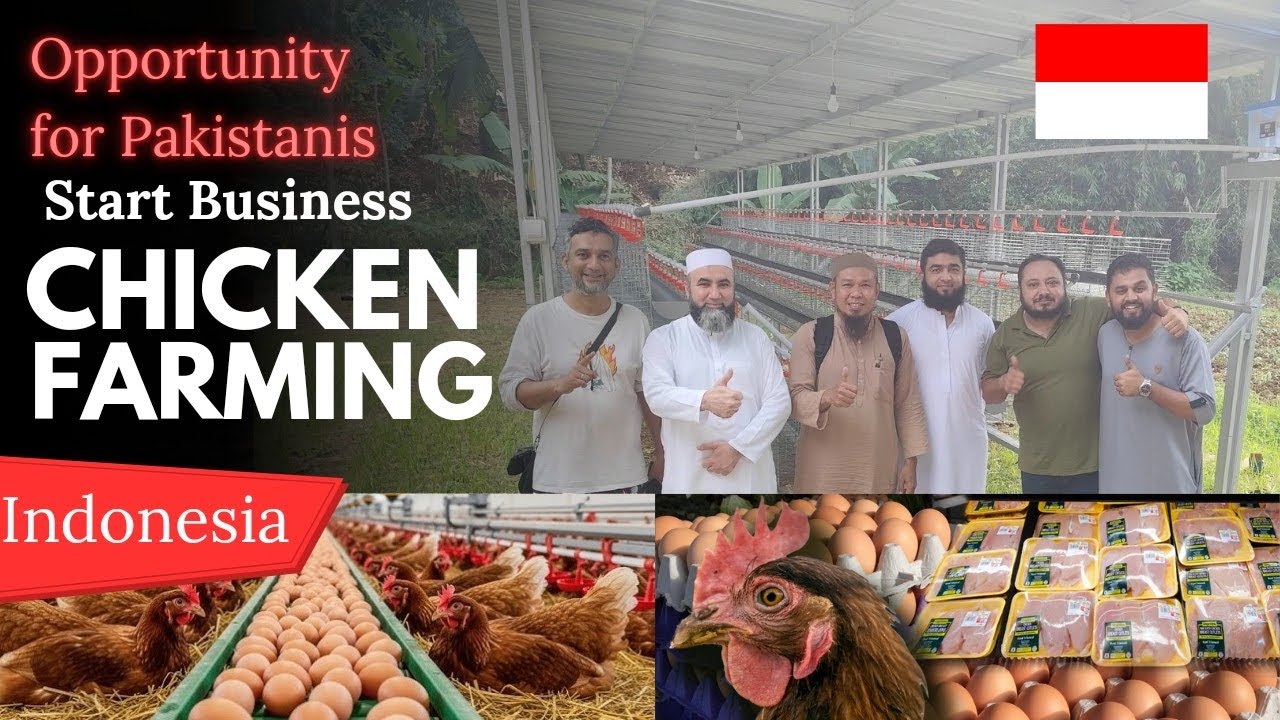 Chicken Farming Business Indonesia 🇮🇩 | Business for Pakistanis | مرغی فارمنگ انڈونیشیا میں کاروبار
