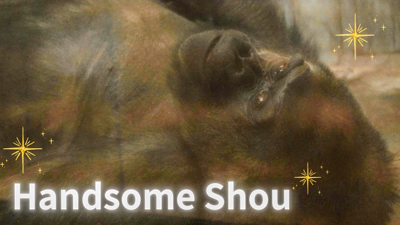 Shou on World Gorilla Day 2024｜HAMAMATSU ZOO｜世界ゴリラの日のショウ｜浜松市動物園（はまZOO）