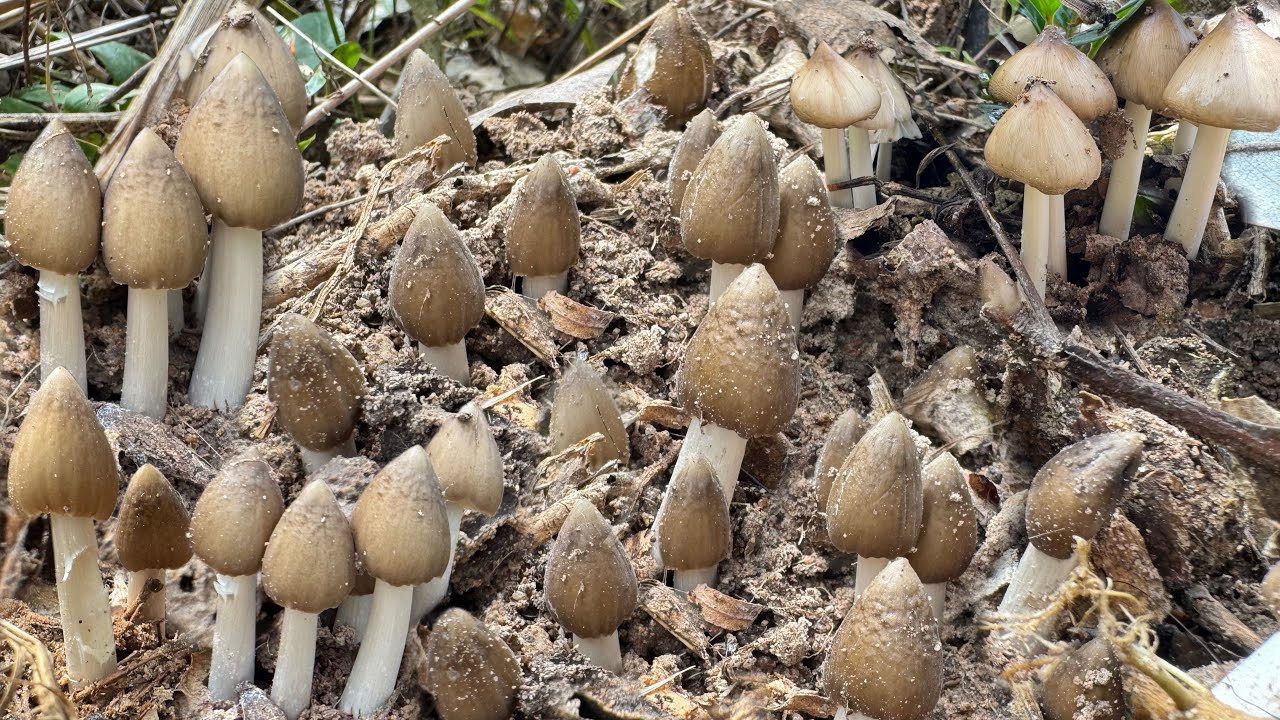 หาเห็ดปลวกนำบ้านโชคดีสุดๆ เจอเห็ดปลวกจิกออกข้างทางดอกใหญ่ขายาวงัดเอางัดเอา 5/10/68