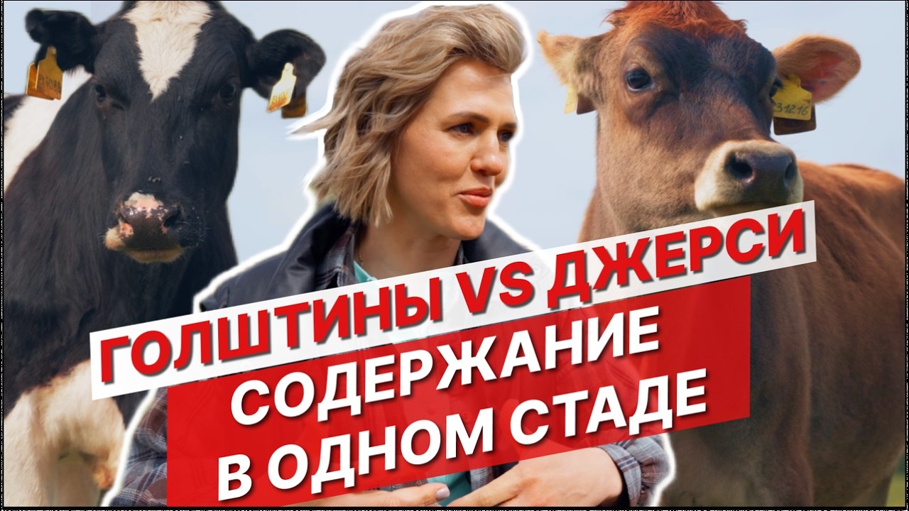 Джерси + Голштины: Нестандартный Опыт на Молочной Ферме. Все о Дойке, Кормах и Здоровье