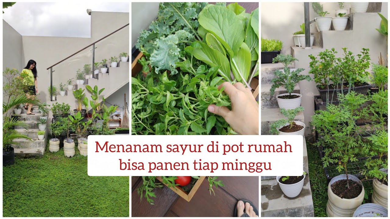 Berkebun di lahan sempit || Menanam sayuran di pot || Rumah Minimalis || Daily Vlog IRT