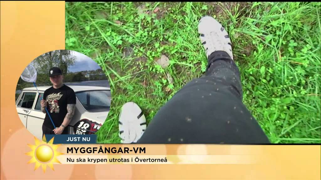 Allt om myggfångar-VM i Övertorneå - Nyhetsmorgon (TV4)