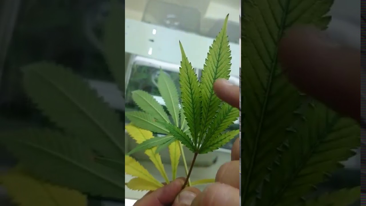 LEARN TO GROW WEED