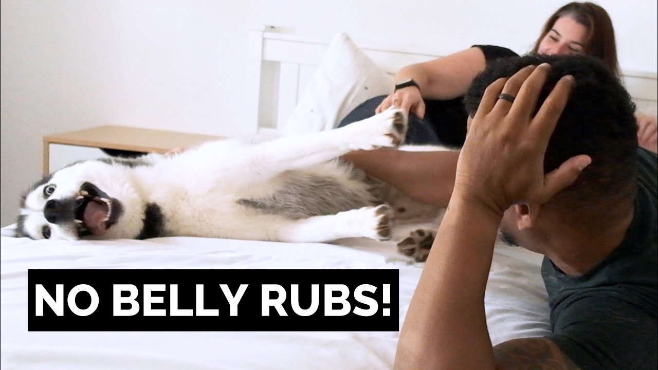 I Wanted to Rub My Dogs Belly... BUT Then THIS Happened