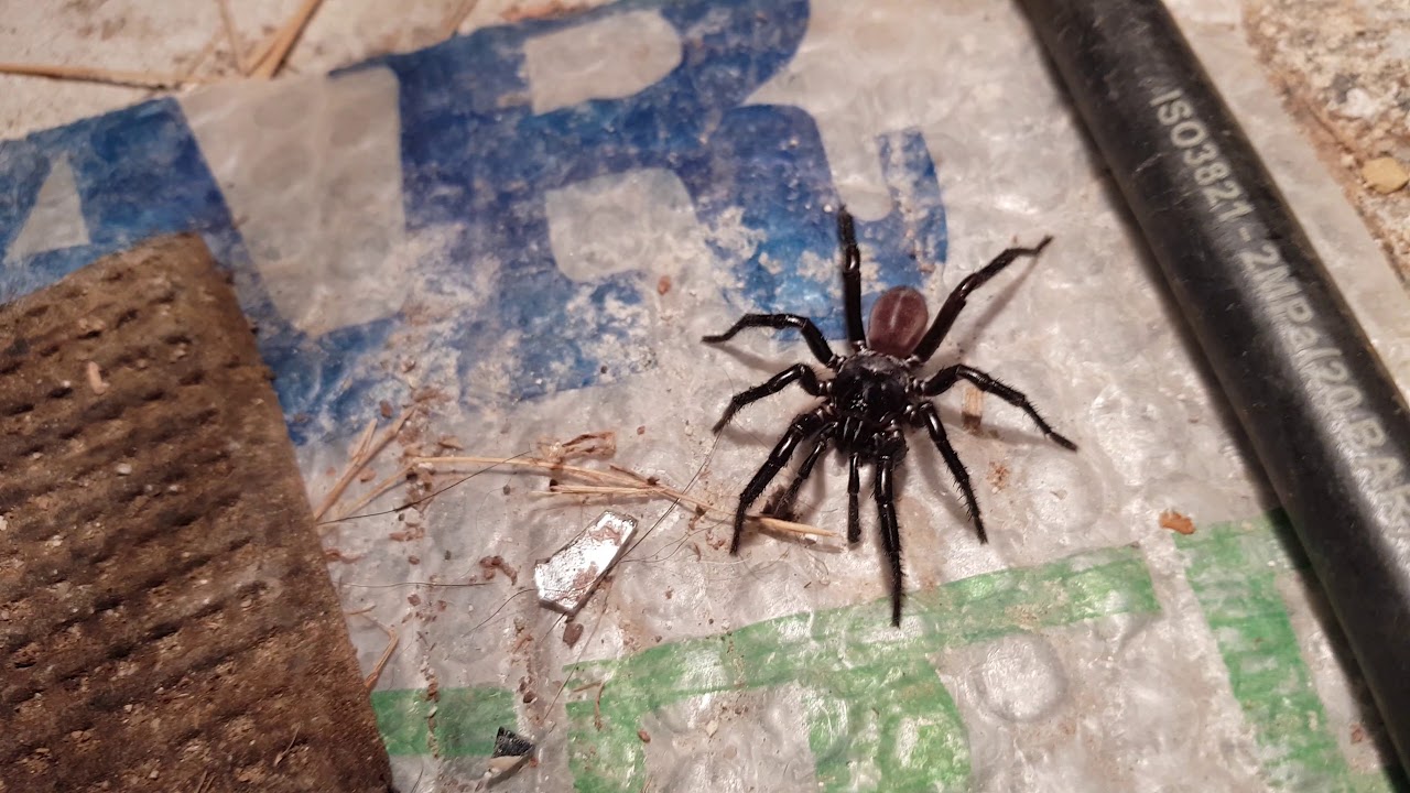 Attacco di nuova specie di ragno. Mi fa sempre una visitina. Ragno paziente e infreddolito